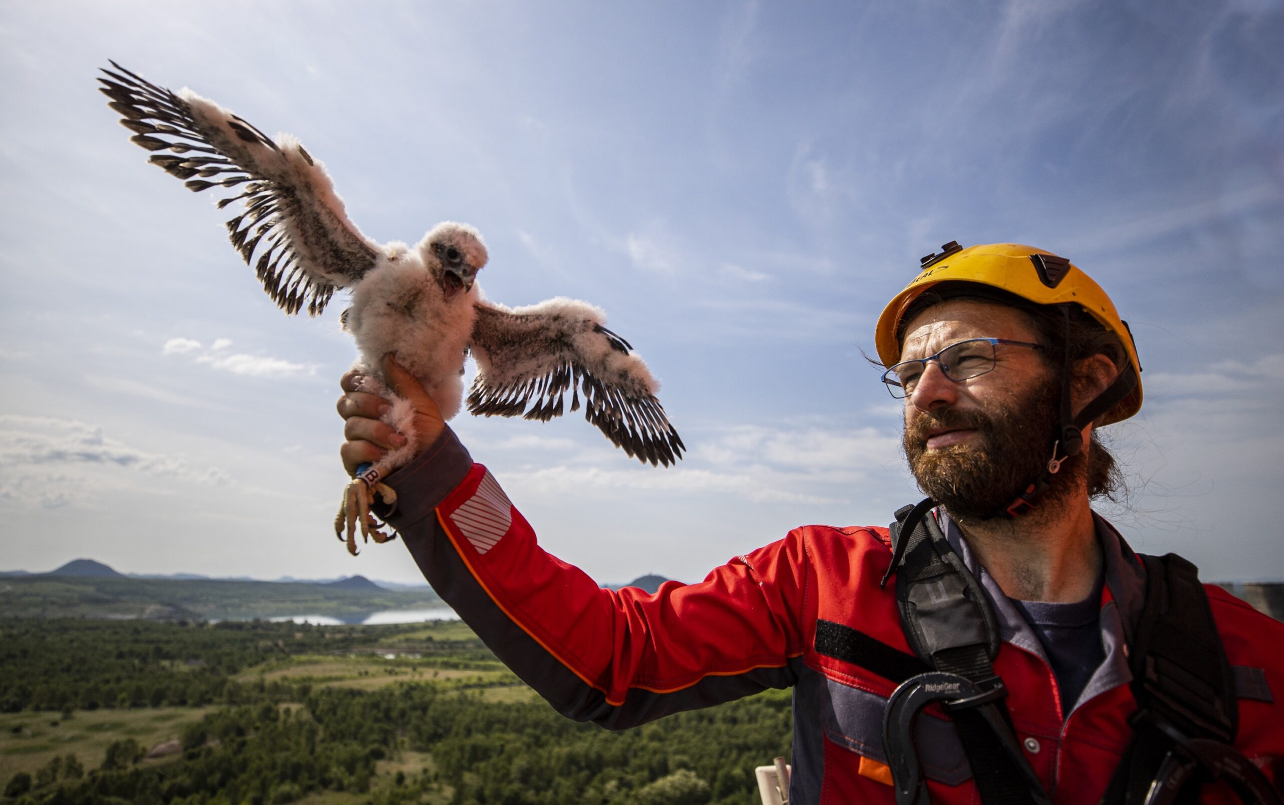 SOKOLI V LITVÍNOVĚ: Útok cizí samičky přežilo jen jedno mládě, teď jej okroužkovali