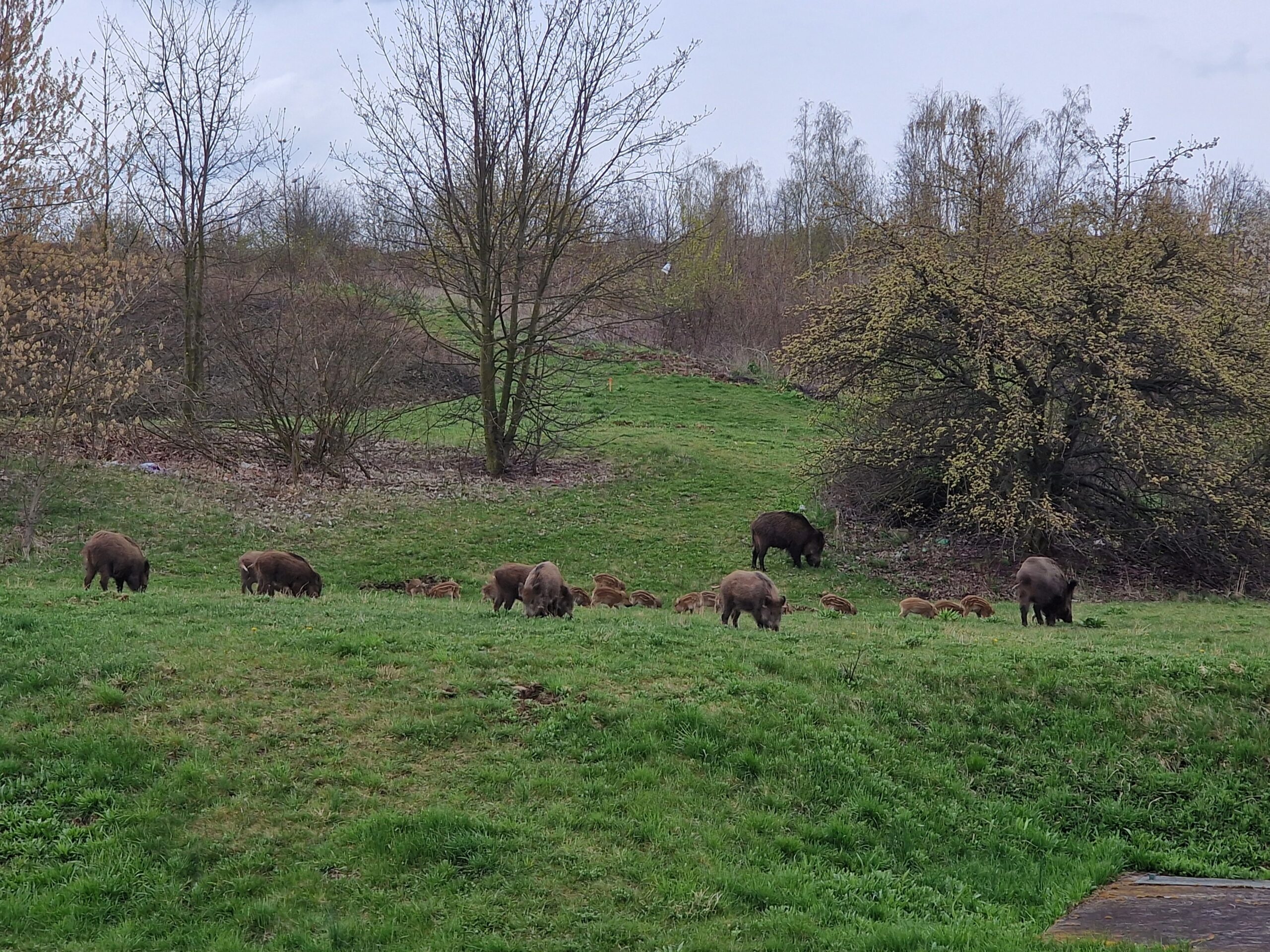 AKTUÁLNĚ: Živá atrakce. Lidé si fotí desítky prasat u silnice