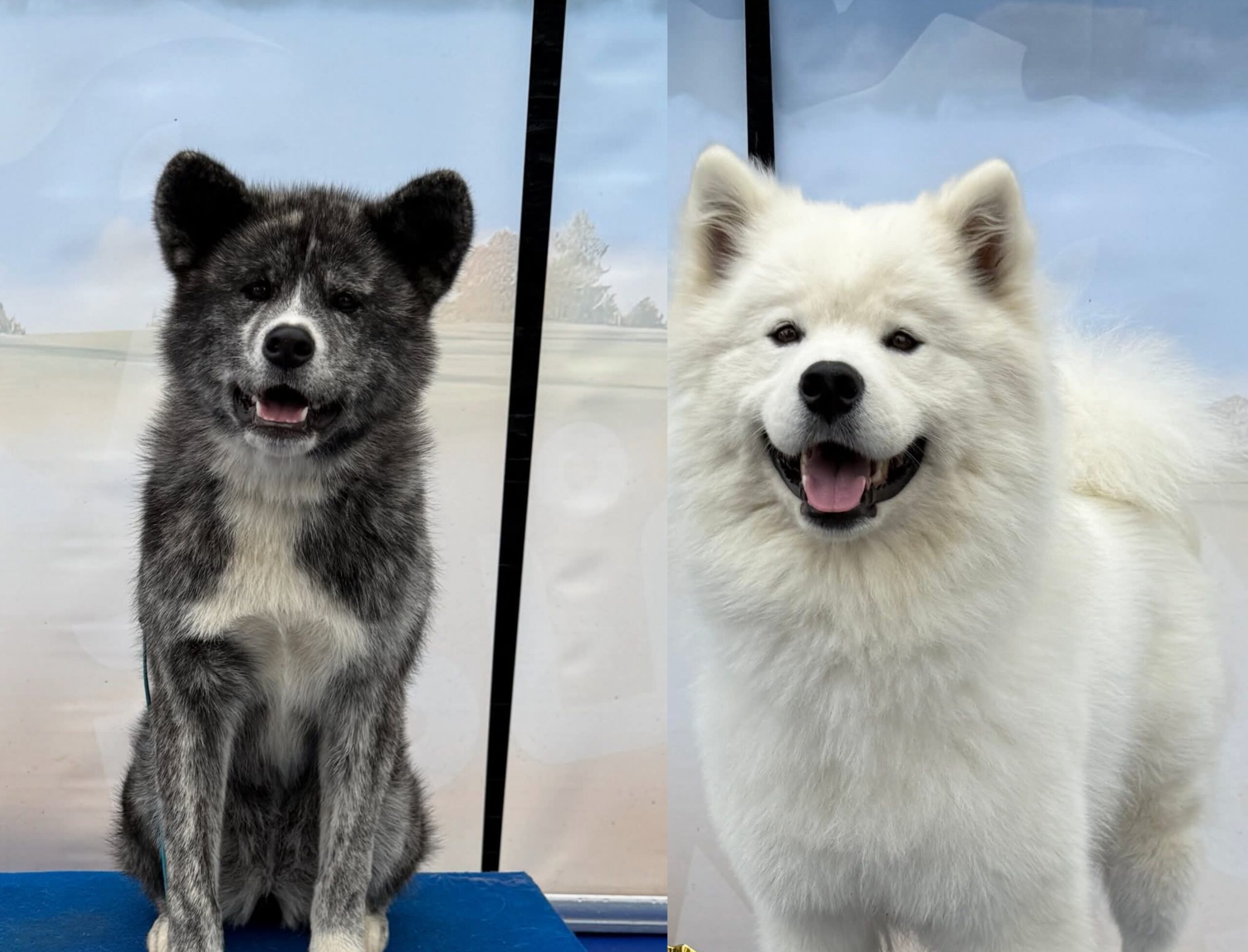 VIDEO: Ztracené fenky hokejisty Koblasy se našly. Video z nálezu dojímá