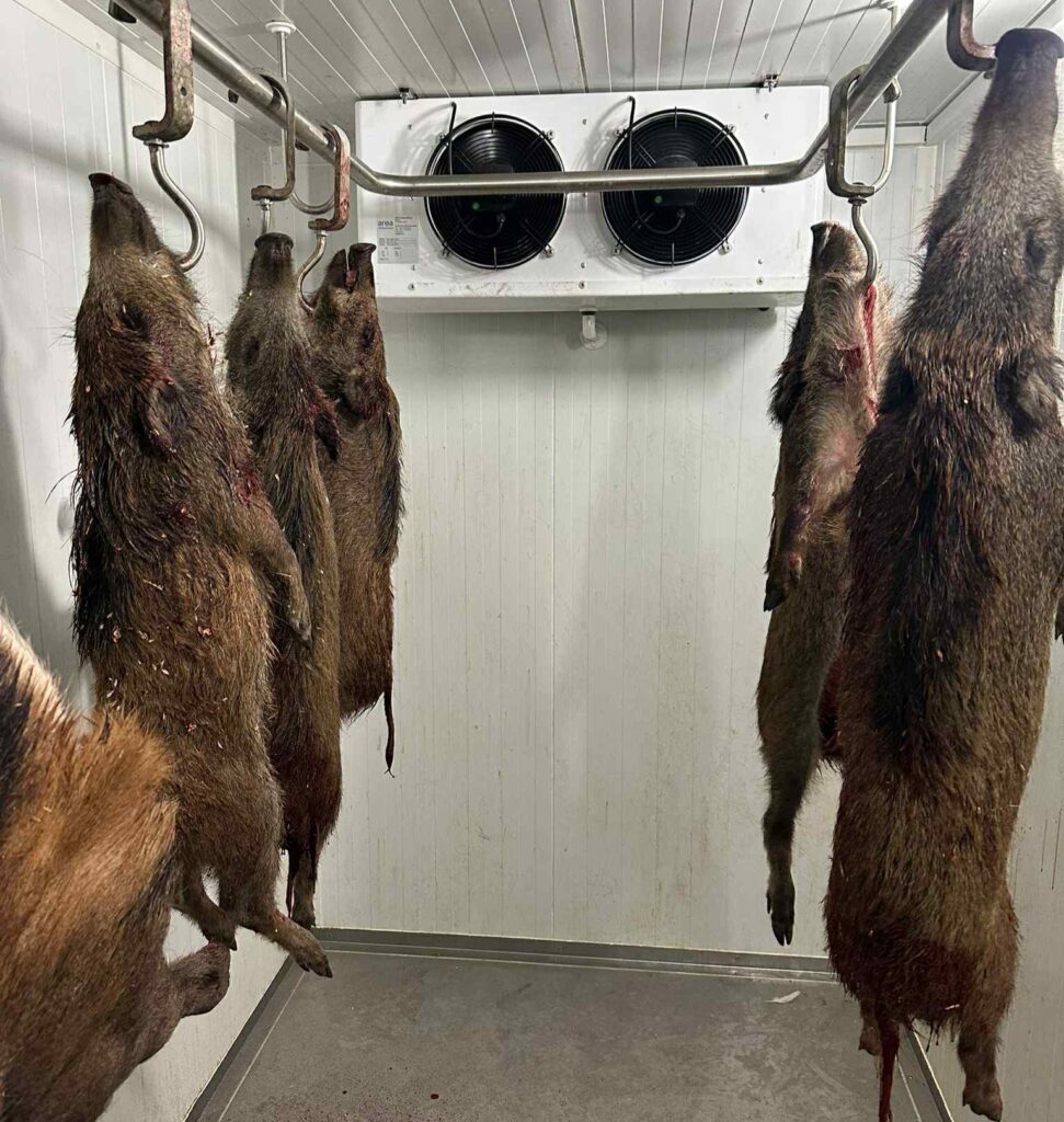 Ulovená divoká prasata z lokality Hrabák a Matylda v Mostě
