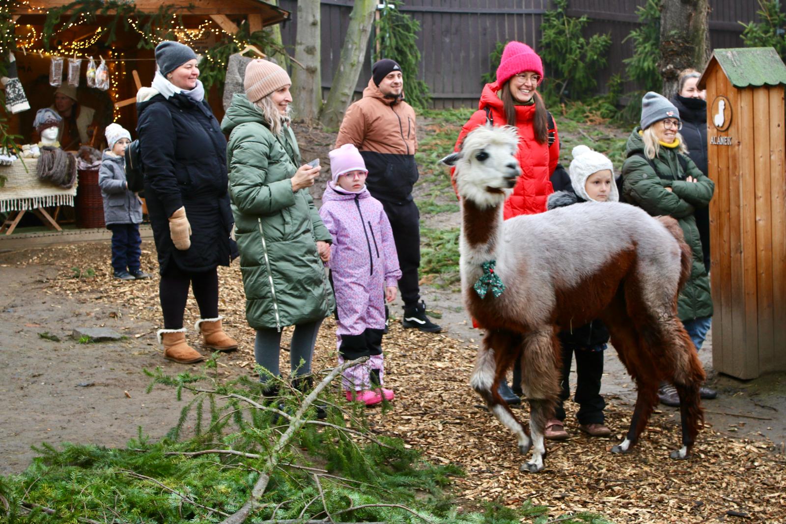OBRAZEM: Předvánoční Alpakárna Most lákala rodiny i milovníky zvířat na dny otevřených vrátek