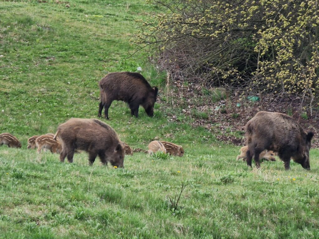 POZOR! Kvůli naháňce divokých prasat se zítra uzavře oblast Velebudické výsypky