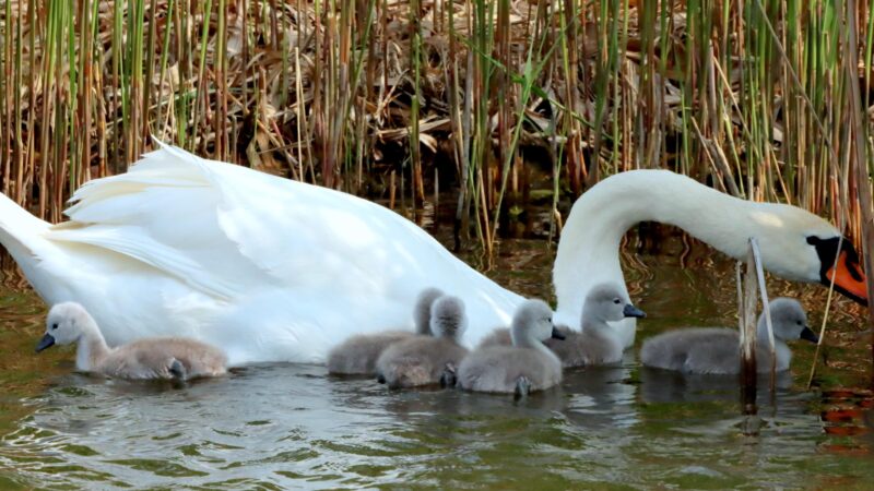 STALO SE: U jezera Most byla nalezena uhynulá labuť s ptačí chřipkou