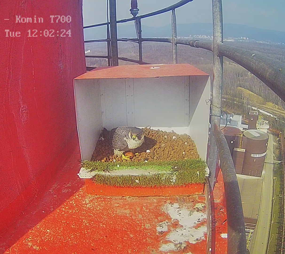 Sokoli zahájili novou hnízdní sezónu na komínech ORLEN Unipetrolu. V Litvínově už mají první vajíčko