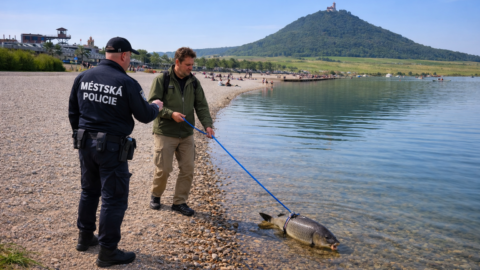 STALO SE: Strážníci řešili muže, který venčil u jezera Most kapra na vodítku