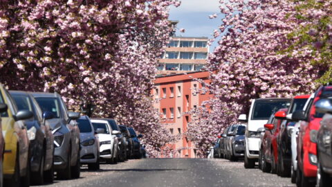 OBRAZEM: Růžová krása v Mostě. Sakury proměnily ulice v pohádkovou scenérii