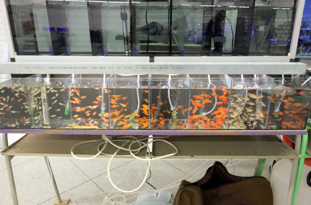 TIPY NA VÍKEND: Mistrovství ČR v Truck Trialu, akvarijní trhy nebo parkurové závody