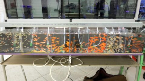 TIPY NA VÍKEND: Mistrovství ČR v Truck Trialu, akvarijní trhy nebo parkurové závody