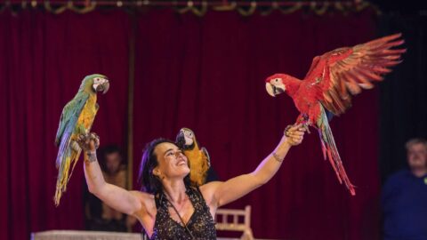 ZAJÍMAVOST: Cirkus Berosini míří do Mostu. Přiveze akrobaty, klauny i papoušky ara